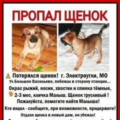 Подробнее об объявлении «Электроугли Пропала собака кобель щенок мес» Фото: пропала собака  «Электроугли Пропала собака кобель щенок мес» в г. Электроугли