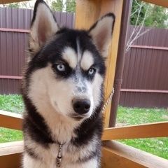 Подробнее об объявлении «Подольск Пропала собака.г» Фото: пропала собака  «Подольск Пропала собака.г» в г. Подольск