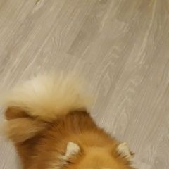 Подробнее об объявлении «Пропала собака кобель шпиц в Реутов» Фото: пропала собака Померанский шпиц «Пропала собака кобель шпиц в Реутов» в г. Реутов