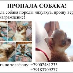 Подробнее об объявлении «Ейск Пропала собака» Фото: пропала собака Чихуахуа «Ейск Пропала собака» в г. Ейск
