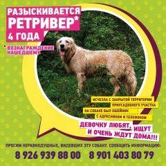 Подробнее об объявлении «Пропала собака девочка золотистый ретривер Голицыно (Московская обл.)» Фото: пропала собака Лабрадор ретривер «Пропала собака девочка золотистый ретривер...» в г. Голицыно (Московская обл.)