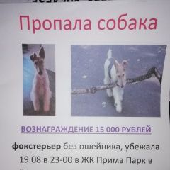 Подробнее об объявлении «Пропала собака Москва» Фото: пропала собака Фокстерьер «Пропала собака Москва» в г. Москва