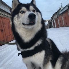 Подробнее об объявлении «Шимановск Пропала собака кобель нашедшему - вознаграждение.» Фото: пропала собака Сибирская хаски «Шимановск Пропала собака кобель нашедшему -...» в г. Шимановск