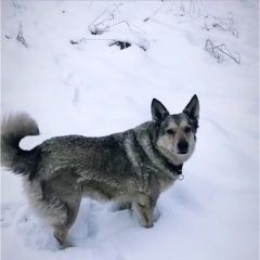 Подробнее об объявлении «Пропала собака, дворняга. Звенигород» Фото: пропала собака  «Пропала собака, дворняга. Звенигород» в г. Звенигород
