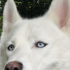 Подробнее об объявлении «Пропала собака кобель хаски. Адлер» Фото: пропала собака  «Пропала собака кобель хаски. Адлер» в г. Адлер