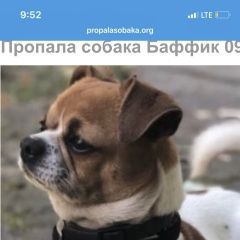 Подробнее об объявлении «Пропала собака кобель Москва» Фото: пропала собака  «Пропала собака кобель Москва» в г. Москва