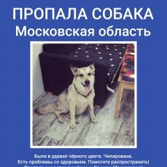 Подробнее об объявлении «Пропала собака, ершово Звенигород» Фото: пропала собака  «Пропала собака, ершово Звенигород» в г. Звенигород