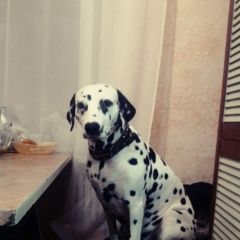 Подробнее об объявлении «Пропала собака далматинец Арск» Фото: пропала собака Далматин «Пропала собака далматинец Арск» в г. Арск