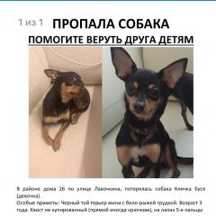 Подробнее об объявлении «Пропала собака Москва» Фото: пропала собака Той-терьер «Пропала собака Москва» в г. Москва