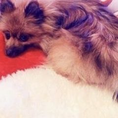 Подробнее об объявлении «Волгоград Пропала собака помогите найти» Фото: пропала собака  «Волгоград Пропала собака помогите найти» в г. Волгоград