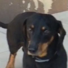Подробнее об объявлении «Павловск (Воронежская обл.) Пропала собака кобель такса кобель» Фото: пропала собака Такса «Павловск (Воронежская обл.) Пропала собака...» в г. Павловск (Воронежская обл.)