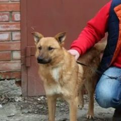 Подробнее об объявлении «Краснодар Пропала собака кобель рыжий пёс» Фото: пропала собака  «Краснодар Пропала собака кобель рыжий пёс» в г. Краснодар