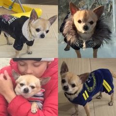 Подробнее об объявлении «Пропала собака кобель Самара» Фото: пропала собака Чихуахуа «Пропала собака кобель Самара» в г. Самара