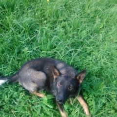 Подробнее об объявлении «Пропала собака Пермь» Фото: пропала собака Немецкая овчарка «Пропала собака Пермь» в г. Пермь