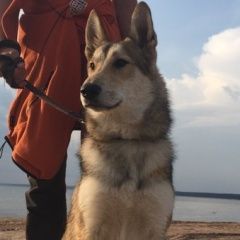 Подробнее об объявлении «Пропала собака кобель щенок 6 мес, на вид годовалый пёс Санкт-Петербург» Фото: пропала собака Западно-сибирская лайка «Пропала собака кобель щенок 6 мес, на вид...» в г. Санкт-Петербург