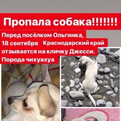 Подробнее об объявлении «Краснодар Пропала собака помогите найти члена семьи» Фото: пропала собака Чихуахуа «Краснодар Пропала собака помогите найти члена...» в г. Краснодар