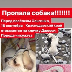 Подробнее об объявлении «Туапсе Пропала собака собачка в пос.ольгинка» Фото: пропала собака Чихуахуа «Туапсе Пропала собака собачка в пос.ольгинка» в г. Туапсе