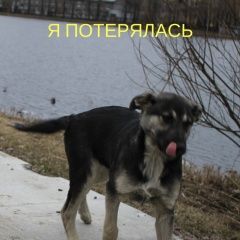 Подробнее об объявлении «Пропала собака Санкт-Петербург» Фото: пропала собака  «Пропала собака Санкт-Петербург» в г. Санкт-Петербург