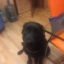 Подробнее об объявлении «Белгород Пропала собака лабрадор черный, девочка, 1 год» Фото: пропала собака Лабрадор ретривер «Белгород Пропала собака лабрадор черный,...» в г. Белгород