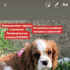 Подробнее об объявлении «Пропала собака кавалер кинг чарльз спаниель конни Новороссийск» Фото: пропала собака Кавалер кинг чарльз спаниель «Пропала собака кавалер кинг чарльз спаниель...» в г. Новороссийск