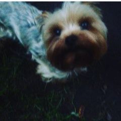 Подробнее об объявлении «Пропала собака кобель Санкт-Петербург» Фото: пропала собака Йоркширский терьер «Пропала собака кобель Санкт-Петербург» в г. Санкт-Петербург