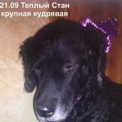 Подробнее об объявлении «Пропала собака юзао теплый стан, крупная кудрявая сука Москва» Фото: пропала собака  «Пропала собака юзао теплый стан, крупная...» в г. Москва