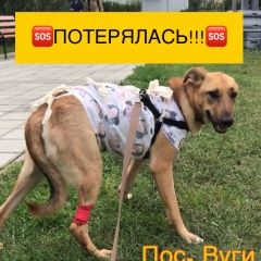 Подробнее об объявлении «Люберцы Пропала собака» Фото: пропала собака  «Люберцы Пропала собака» в г. Люберцы