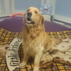 Подробнее об объявлении «Подольск Пропала собака кобель» Фото: пропала собака Лабрадор ретривер «Подольск Пропала собака кобель» в г. Подольск