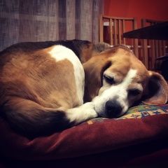 Подробнее об объявлении «Пропала собака помогите найти нашу девочку Нарофоминск» Фото: пропала собака Бигль «Пропала собака помогите найти нашу девочку...» в г. Нарофоминск