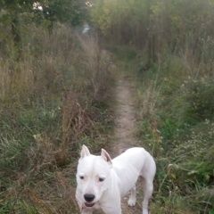 Подробнее об объявлении «Пропала собака кобель Чебоксары» Фото: пропала собака Стаффордширский бультерьер «Пропала собака кобель Чебоксары» в г. Чебоксары