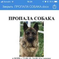 Подробнее об объявлении «Пропала собака кобель вознаграждение гарантируется Москва» Фото: пропала собака Немецкая овчарка «Пропала собака кобель вознаграждение...» в г. Москва
