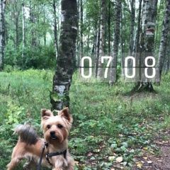 Подробнее об объявлении «Пропала собака кобель Санкт-Петербург» Фото: пропала собака Йоркширский терьер «Пропала собака кобель Санкт-Петербург» в г. Санкт-Петербург