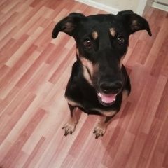 Подробнее об объявлении «Пропала собака девочка кличка дана возраст 3 года Самара» Фото: пропала собака Доберман «Пропала собака девочка кличка дана возраст 3...» в г. Самара