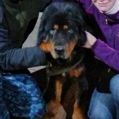 Подробнее об объявлении «Иркутск Пропала собака кобель тибетского мастифа» Фото: пропала собака Тибетский мастифф «Иркутск Пропала собака кобель тибетского мастифа» в г. Иркутск