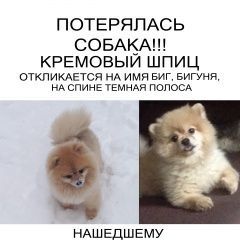 Подробнее об объявлении «Пропала собака кобель большое финансовое вознаграждение Москва» Фото: пропала собака Померанский шпиц «Пропала собака кобель большое финансовое...» в г. Москва