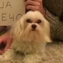 Подробнее об объявлении «Сортавала Пропала собака кобель» Фото: пропала собака Мальтийская болонка «Сортавала Пропала собака кобель» в г. Сортавала