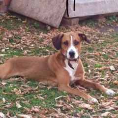 Подробнее об объявлении «Самара Пропала собака кобель» Фото: пропала собака  «Самара Пропала собака кобель» в г. Самара