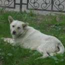 Подробнее об объявлении «Тула Пропала собака» Фото: пропала собака  «Тула Пропала собака» в г. Тула