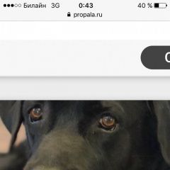 Подробнее об объявлении «Пропала собака кобель Лесной Городок» Фото: пропала собака Лабрадор ретривер «Пропала собака кобель Лесной Городок» в г. Лесной Городок