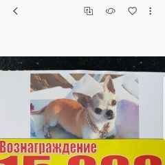 Подробнее об объявлении «Анапа Пропала собака член семьи. помогите найти» Фото: пропала собака Чихуахуа «Анапа Пропала собака член семьи. помогите найти» в г. Анапа