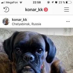 Подробнее об объявлении «Челябинск Пропала собака» Фото: пропала собака Боксер «Челябинск Пропала собака» в г. Челябинск