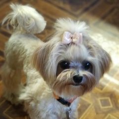 Подробнее об объявлении «Пропала собака Сосновка» Фото: пропала собака  «Пропала собака Сосновка» в г. Сосновка