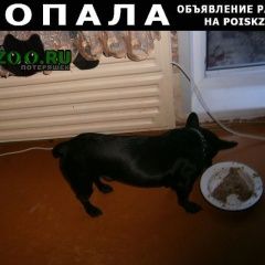 Подробнее об объявлении «Пропала собака кобель отзывается на кличку арнольд Уфа» Фото: пропала собака Французский бульдог «Пропала собака кобель отзывается на кличку...» в г. Уфа