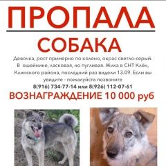 Подробнее об объявлении «Пропала собака Клин» Фото: пропала собака  «Пропала собака Клин» в г. Клин