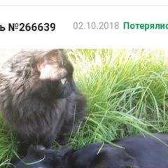 Подробнее об объявлении «Пропала собака кличка жуля Сургут» Фото: пропала собака  «Пропала собака кличка жуля Сургут» в г. Сургут