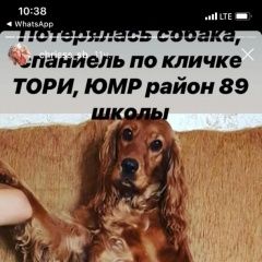 Подробнее об объявлении «Пропала собака на юмр вчера Краснодар» Фото: пропала собака Английский кокер-спаниель «Пропала собака на юмр вчера Краснодар» в г. Краснодар