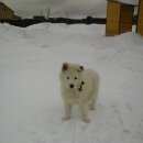 Подробнее об объявлении «Пропала собака кобель Можайск» Фото: пропала собака  «Пропала собака кобель Можайск» в г. Можайск