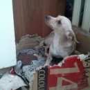 Подробнее об объявлении «Подольск Пропала собака карликовый пинчер» Фото: пропала собака Карликовый пинчер «Подольск Пропала собака карликовый пинчер» в г. Подольск