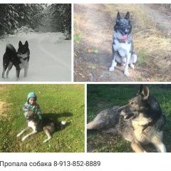 Подробнее об объявлении «Пропала собака кобель Томск» Фото: пропала собака  «Пропала собака кобель Томск» в г. Томск