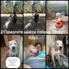 Подробнее об объявлении «Пропала собака кобель аргентинский дог Воронеж» Фото: пропала собака Дог, Немецкий дог «Пропала собака кобель аргентинский дог Воронеж» в г. Воронеж